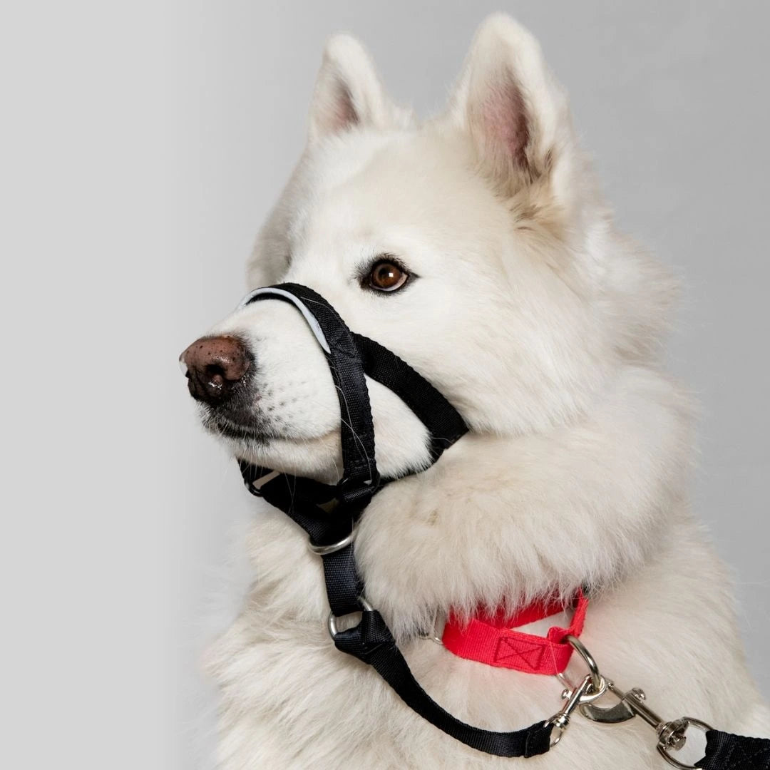 COLLAR ANTITIRONES