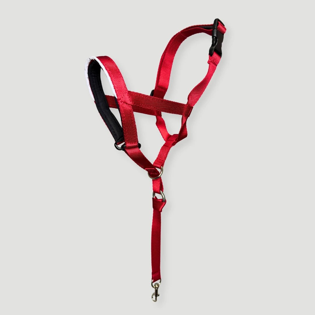 COLLAR ANTITIRONES - Pets Masters