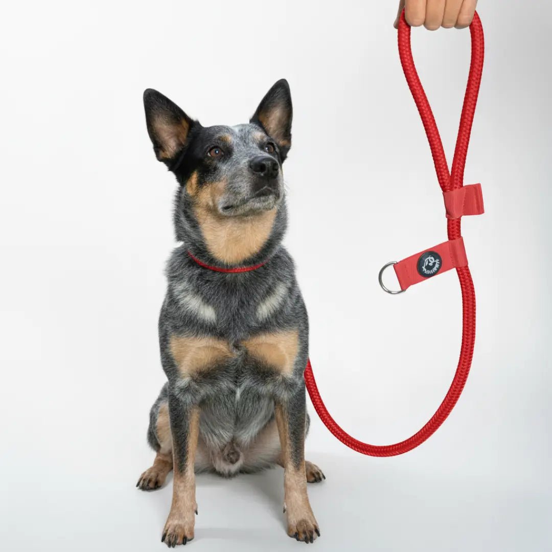 CORREA POLO 2 - Pets Masters