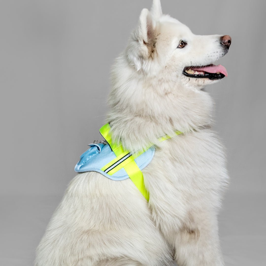 AGILITY: ARNÉS ERGONÓMICO + CORREA GRATIS - Pets Masters