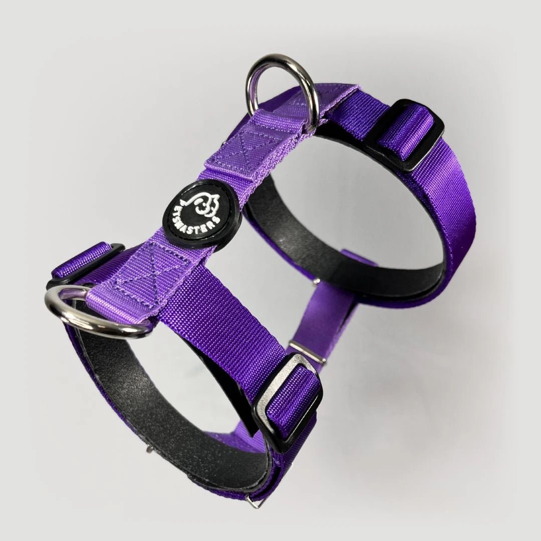 ARNÉS + CORREA H - Pets Masters