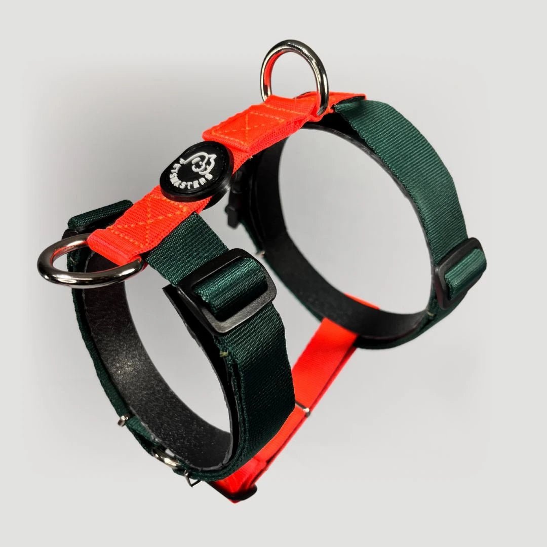 ARNÉS + CORREA H - Pets Masters