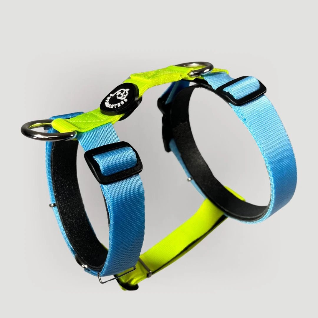 ARNÉS + CORREA H - Pets Masters