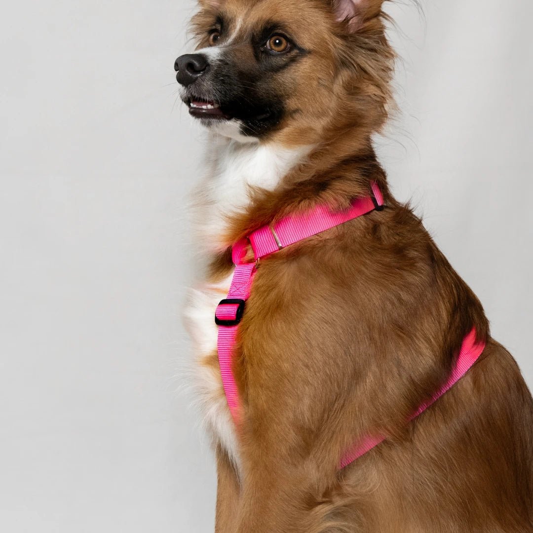 ARNÉS + CORREA H - Pets Masters