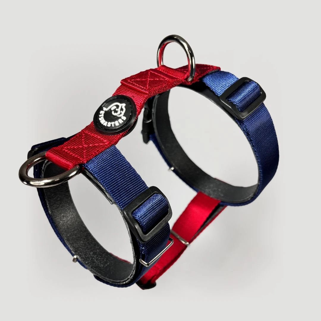 ARNÉS + CORREA H - Pets Masters