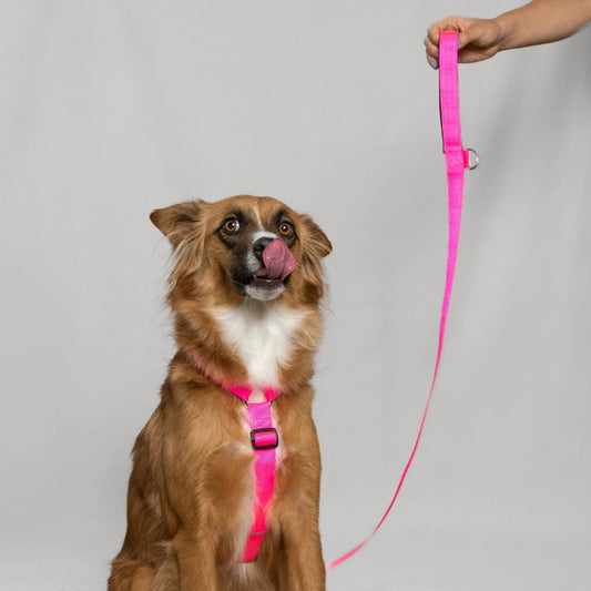 ARNÉS + CORREA H - Pets Masters