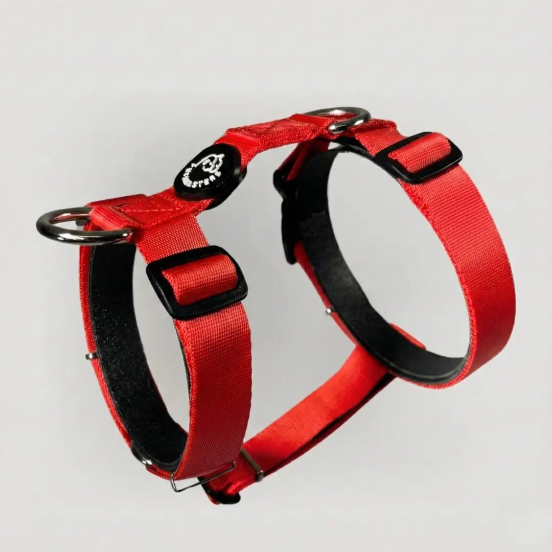 ARNÉS + CORREA H - Pets Masters