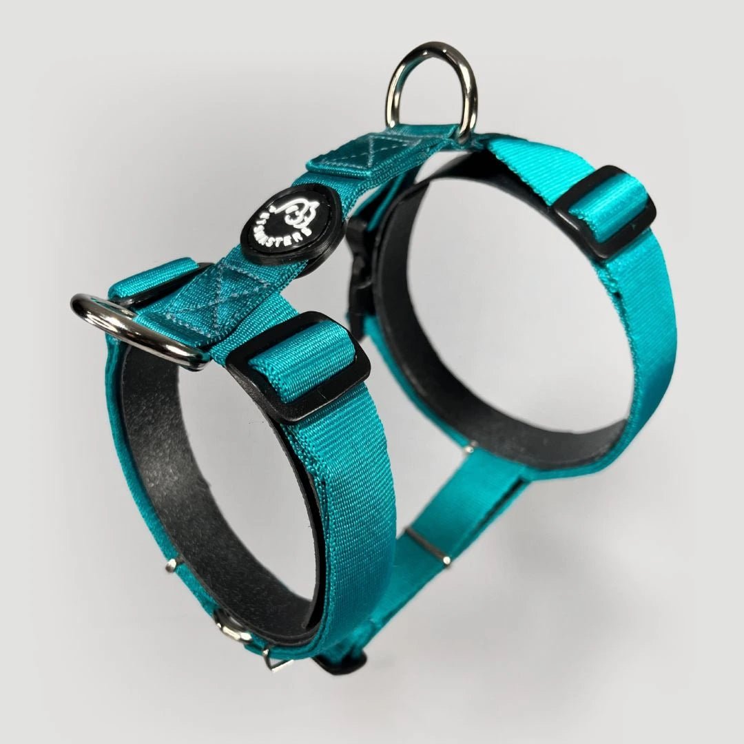 ARNÉS + CORREA H - Pets Masters