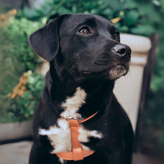 ARNES CRUZADO - Pets Masters