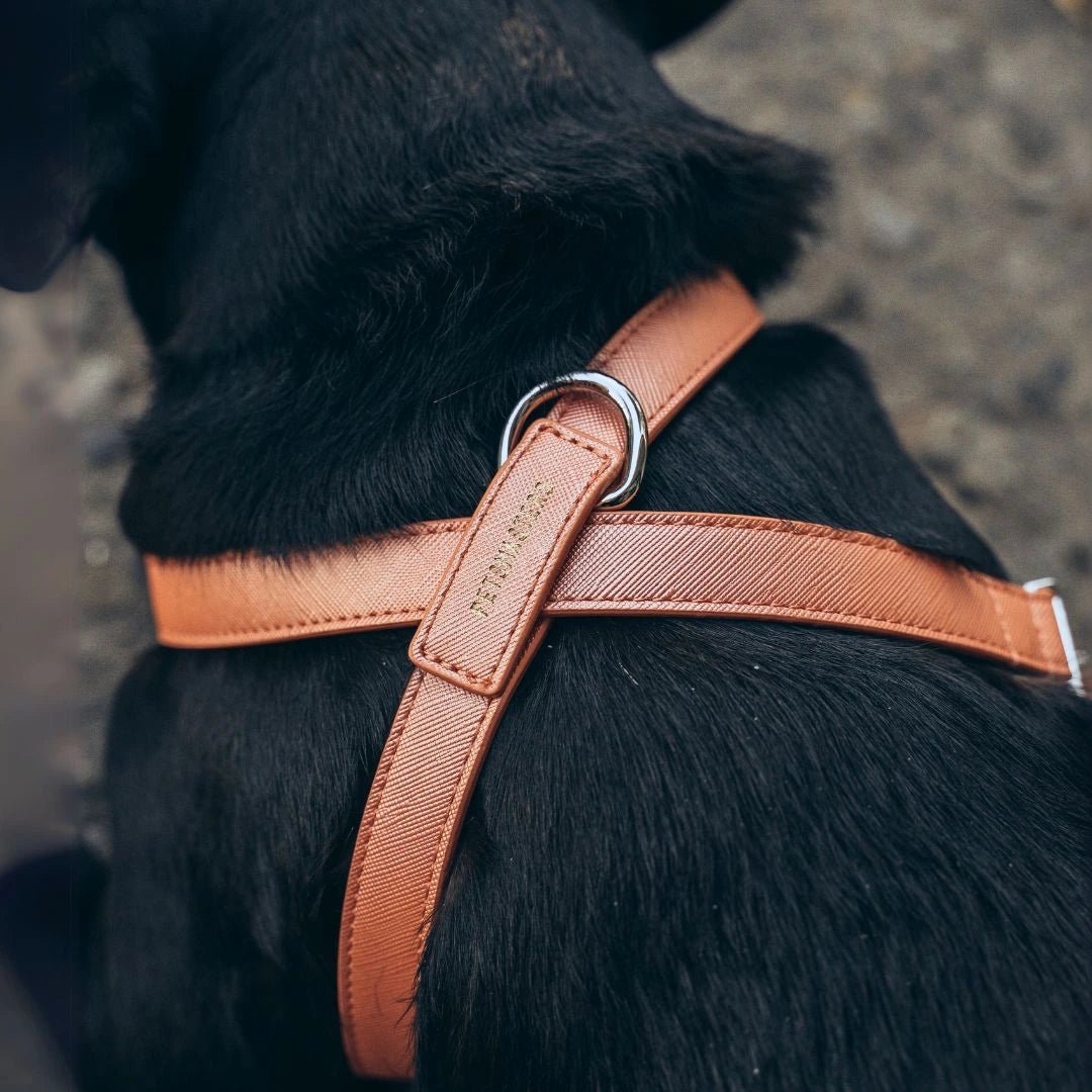 ARNES CRUZADO - Pets Masters