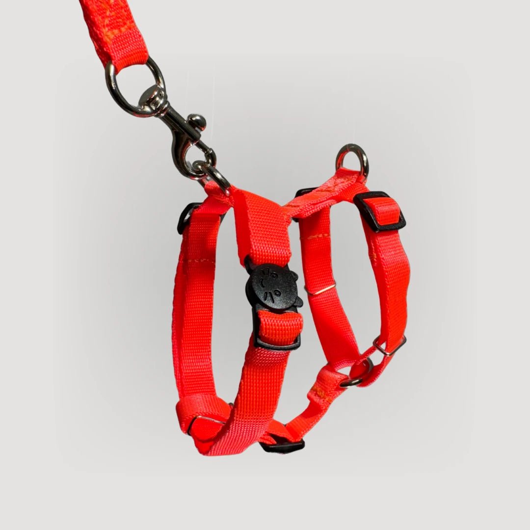 ARNES H PARA GATO + CORREA GRATIS - Pets Masters