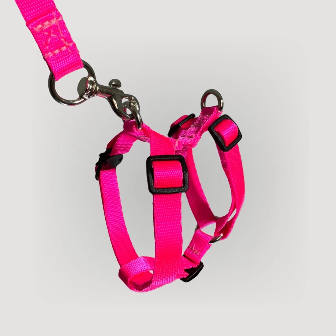 ARNES H PARA GATO + CORREA GRATIS - Pets Masters