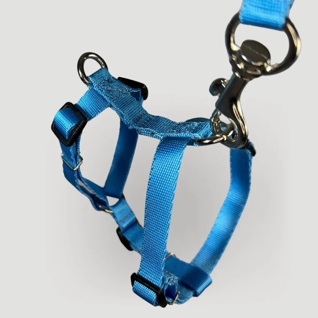 ARNES H PARA GATO + CORREA GRATIS - Pets Masters