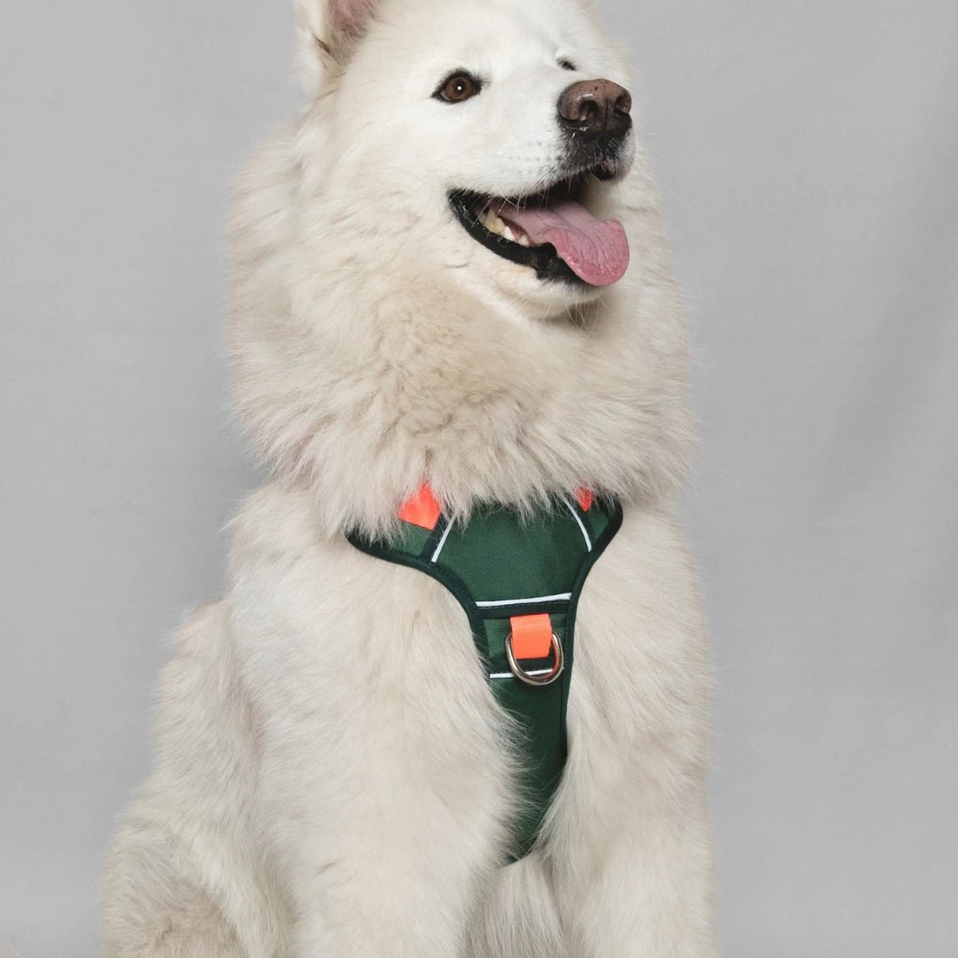 ARNES K9 - Pets Masters