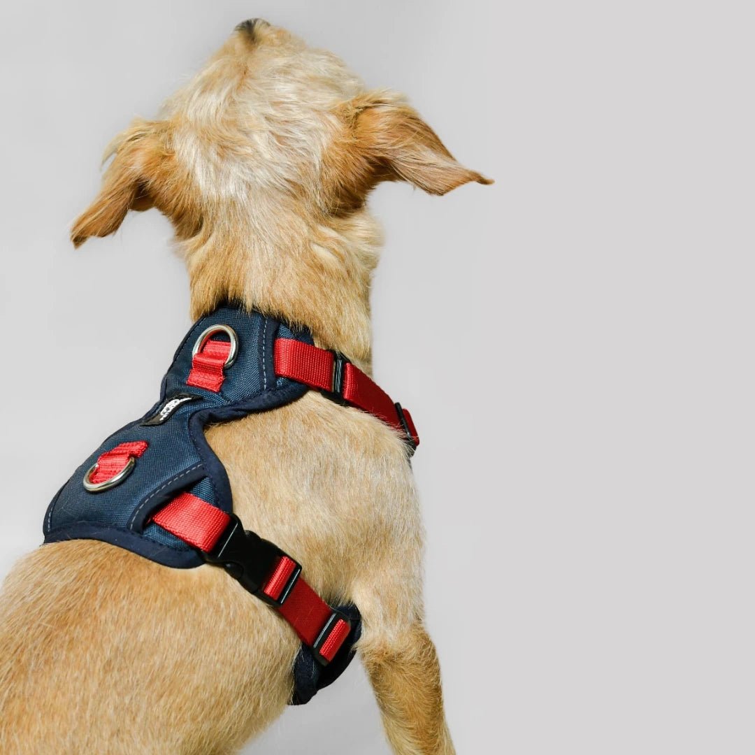 ARNES MAX - Pets Masters