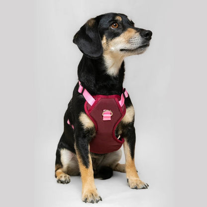 ARNES MAX - Pets Masters