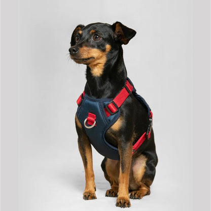 ARNES MAX - Pets Masters