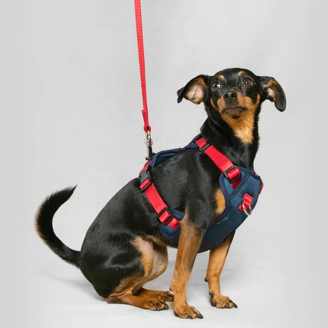 ARNES MAX - Pets Masters