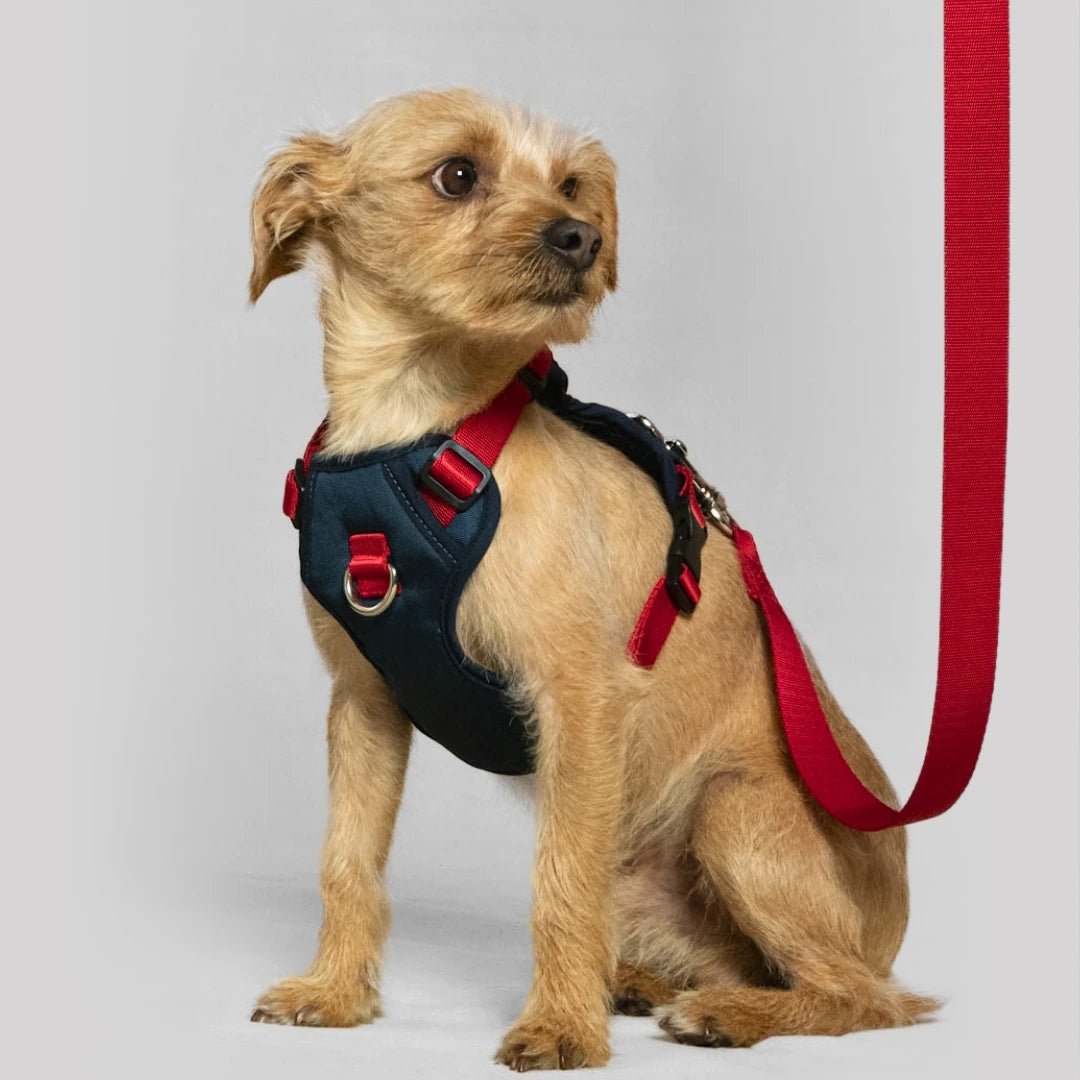 ARNES MAX - Pets Masters