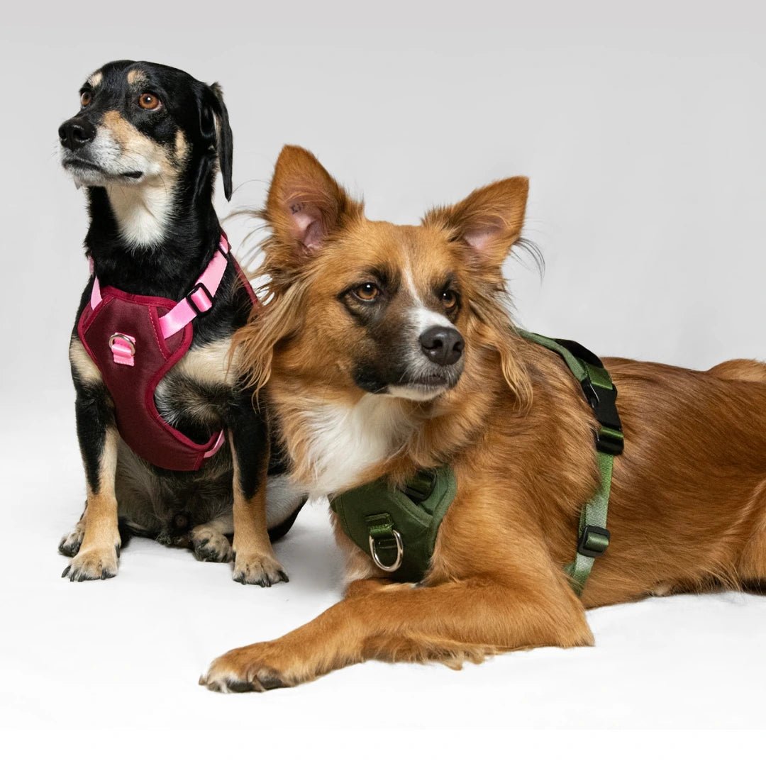 ARNES MAX - Pets Masters