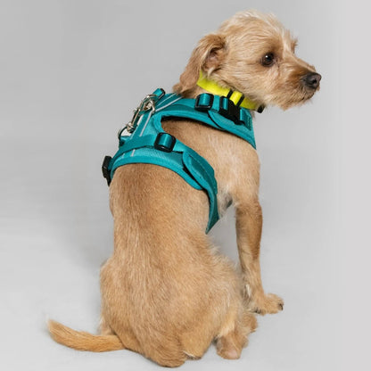 BLU: ARNÉS ERGONÓMICO + CORREA GRATIS - Pets Masters