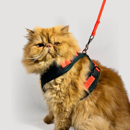 BLU: ARNÉS ERGONÓMICO + CORREA GRATIS - Pets Masters