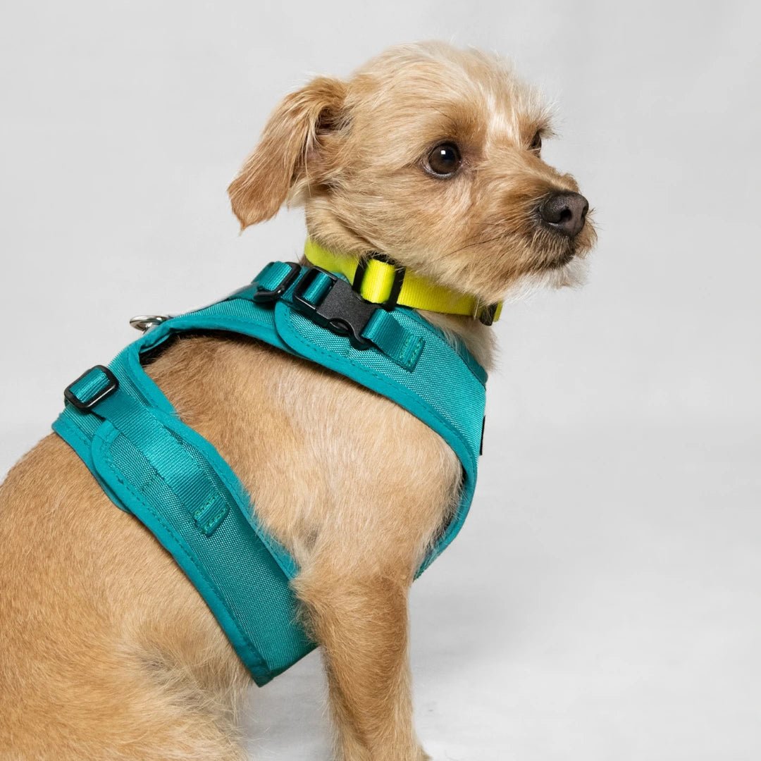 BLU: ARNÉS ERGONÓMICO + CORREA GRATIS - Pets Masters