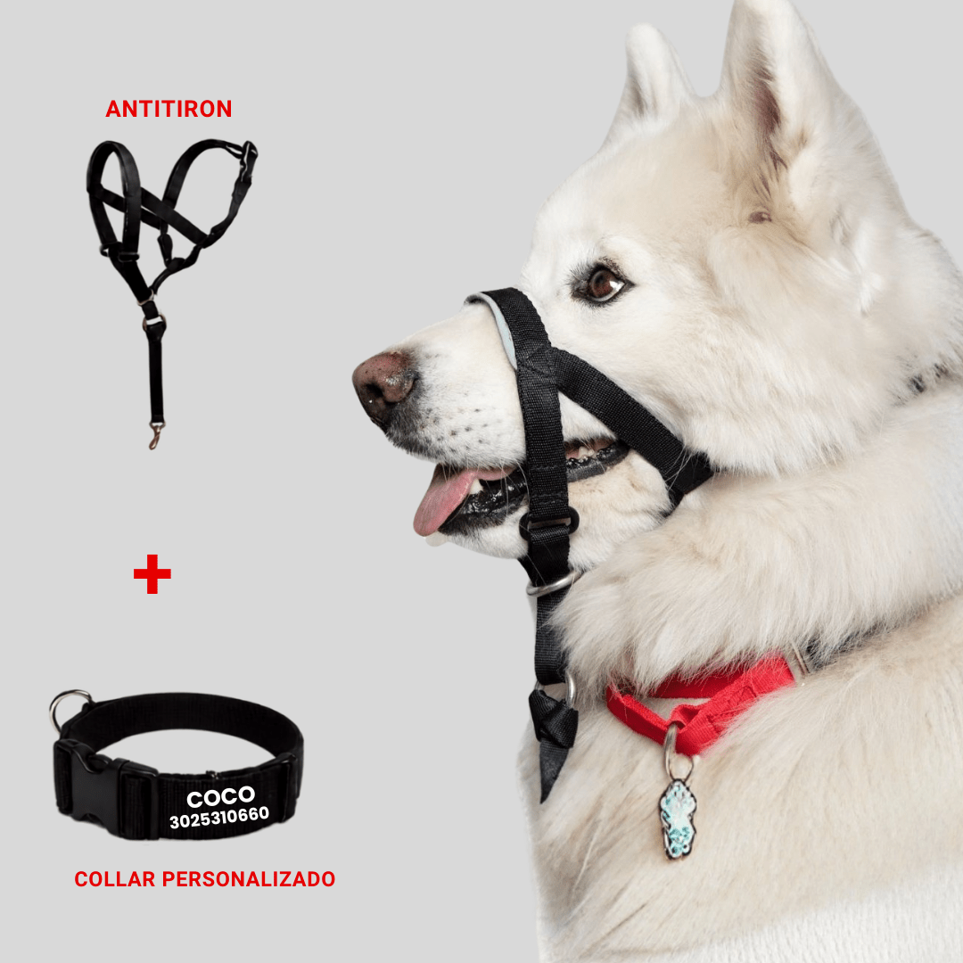 COLLAR ANTITIRONES - Pets Masters