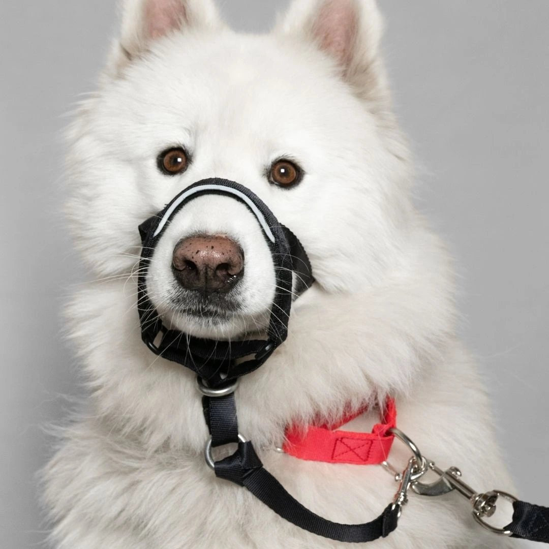 COLLAR ANTITIRONES - Pets Masters