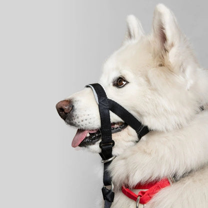 COLLAR ANTITIRONES - Pets Masters