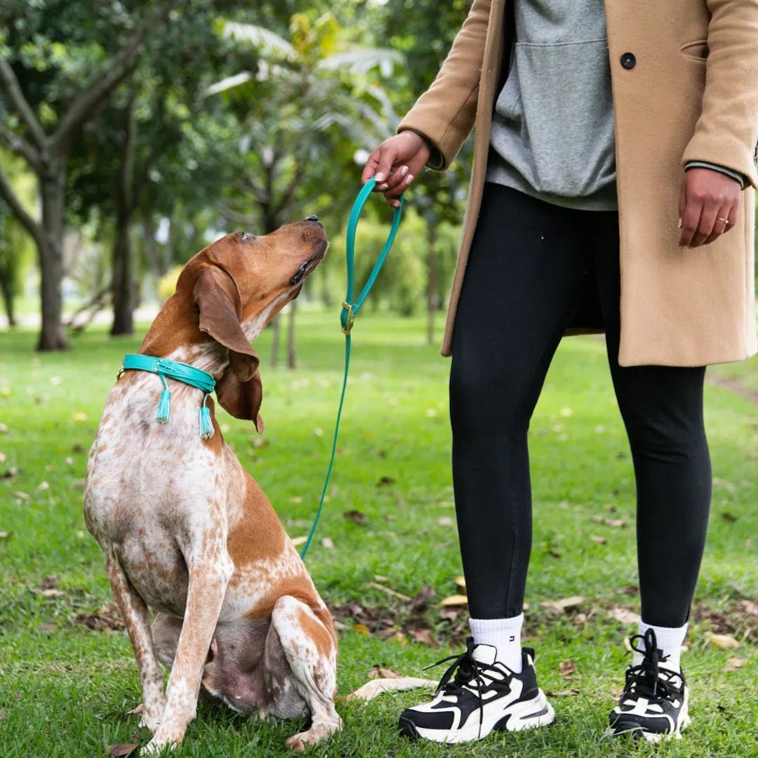 COMBO COLLAR POMPOM - Pets Masters