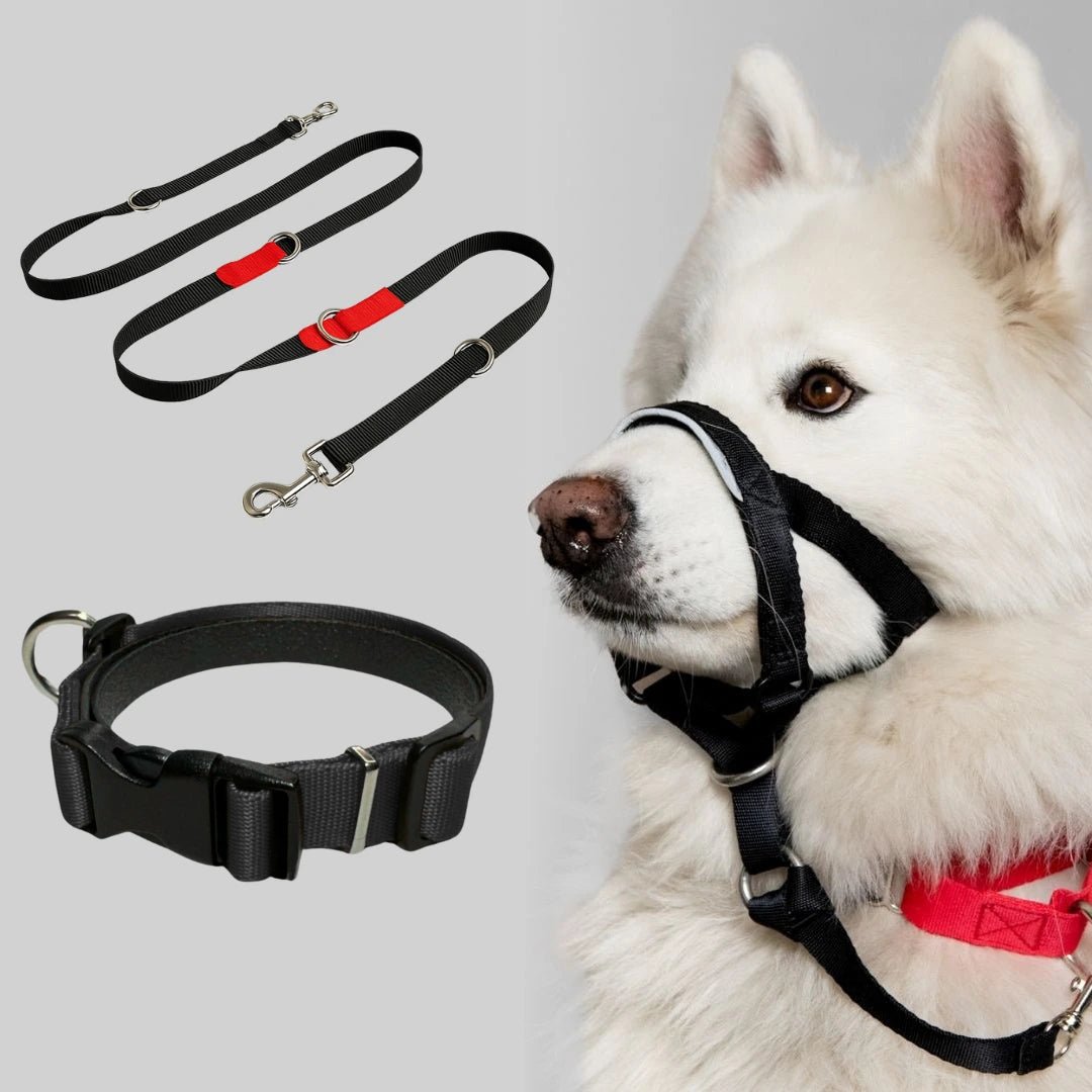 COMBO LOYALDOG - Pets Masters