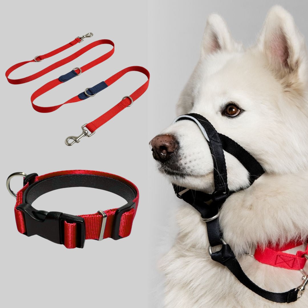 COMBO LOYALDOG - Pets Masters