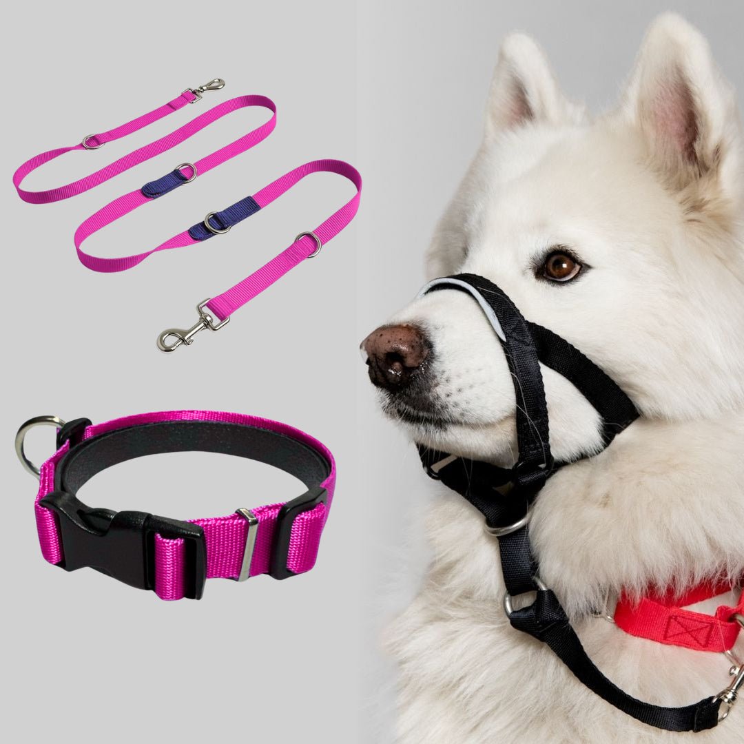 COMBO LOYALDOG - Pets Masters