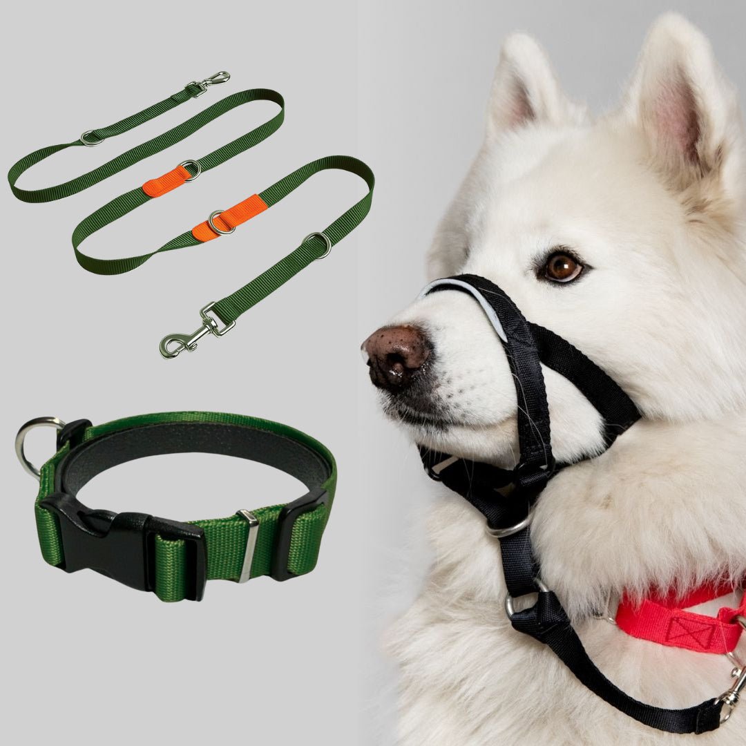 COMBO LOYALDOG - Pets Masters