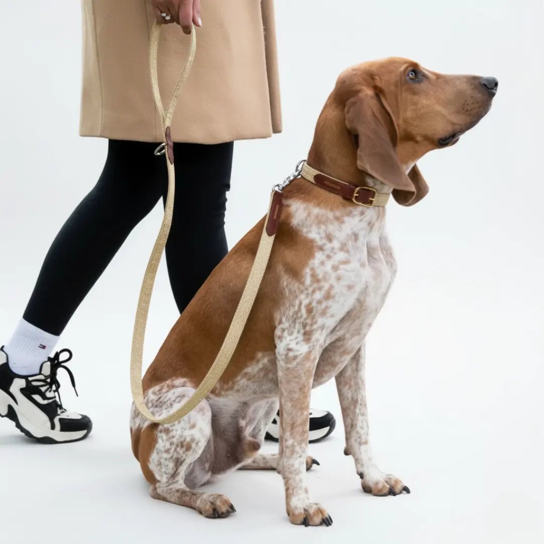 COMBO PANA - Pets Masters