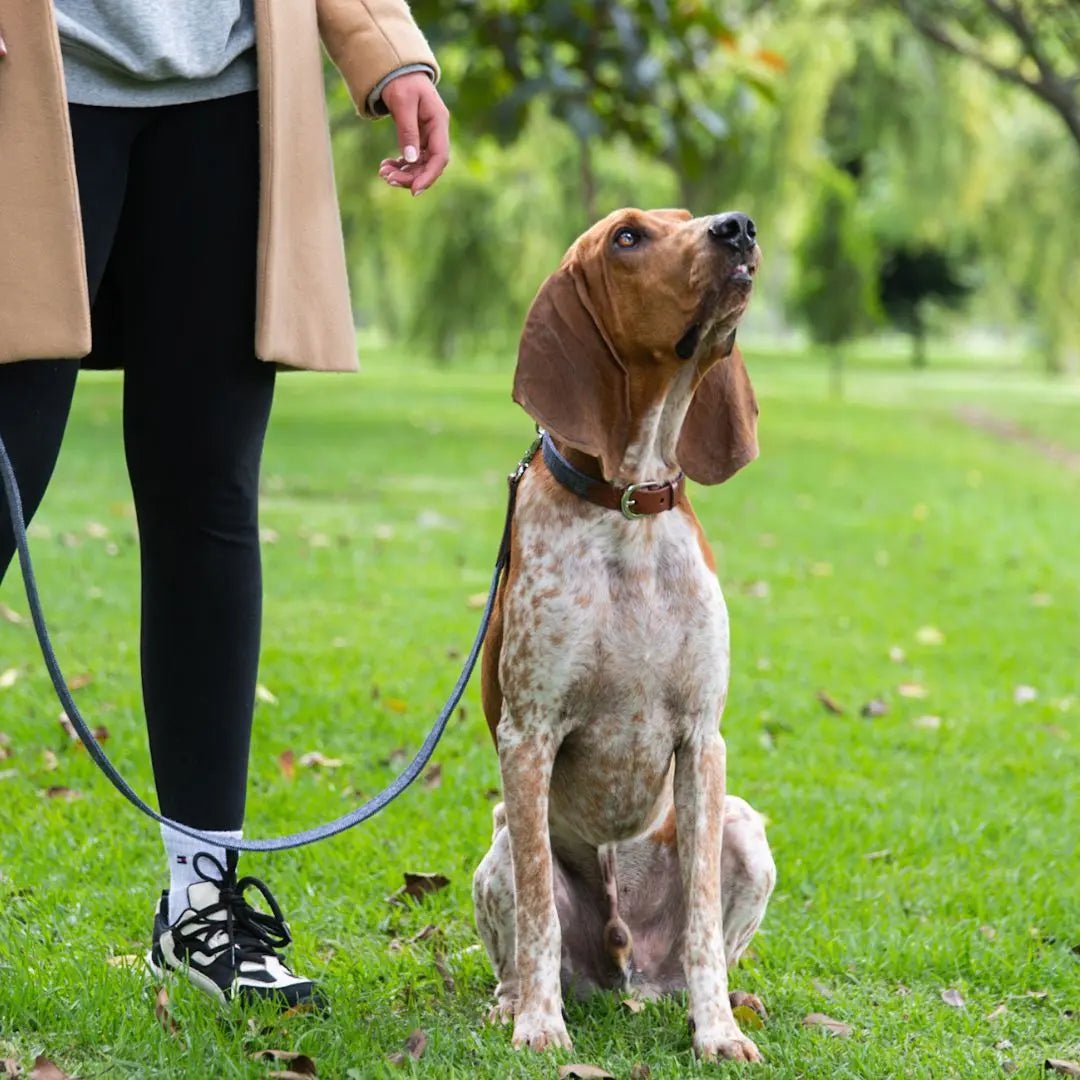 COMBO PANA - Pets Masters