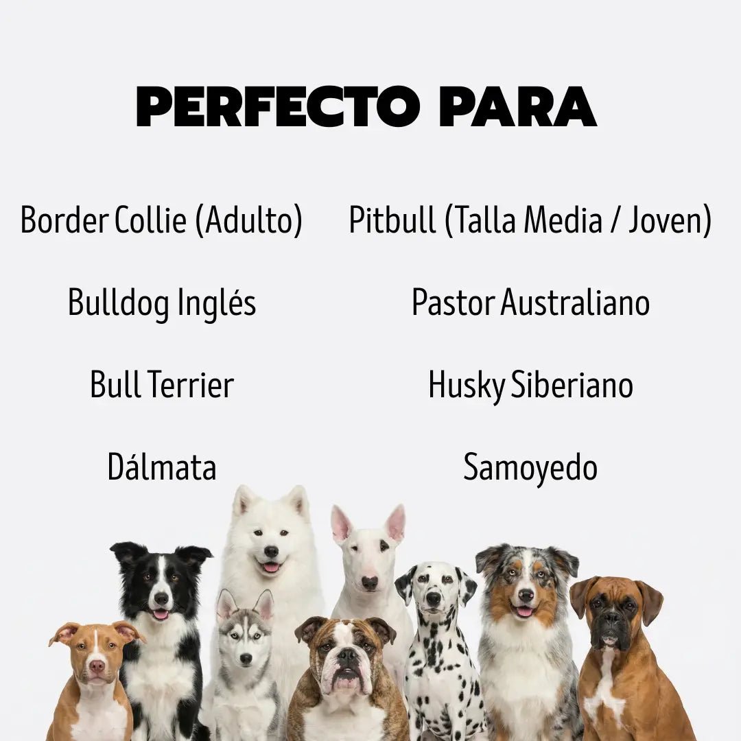 COMBO PANA - Pets Masters