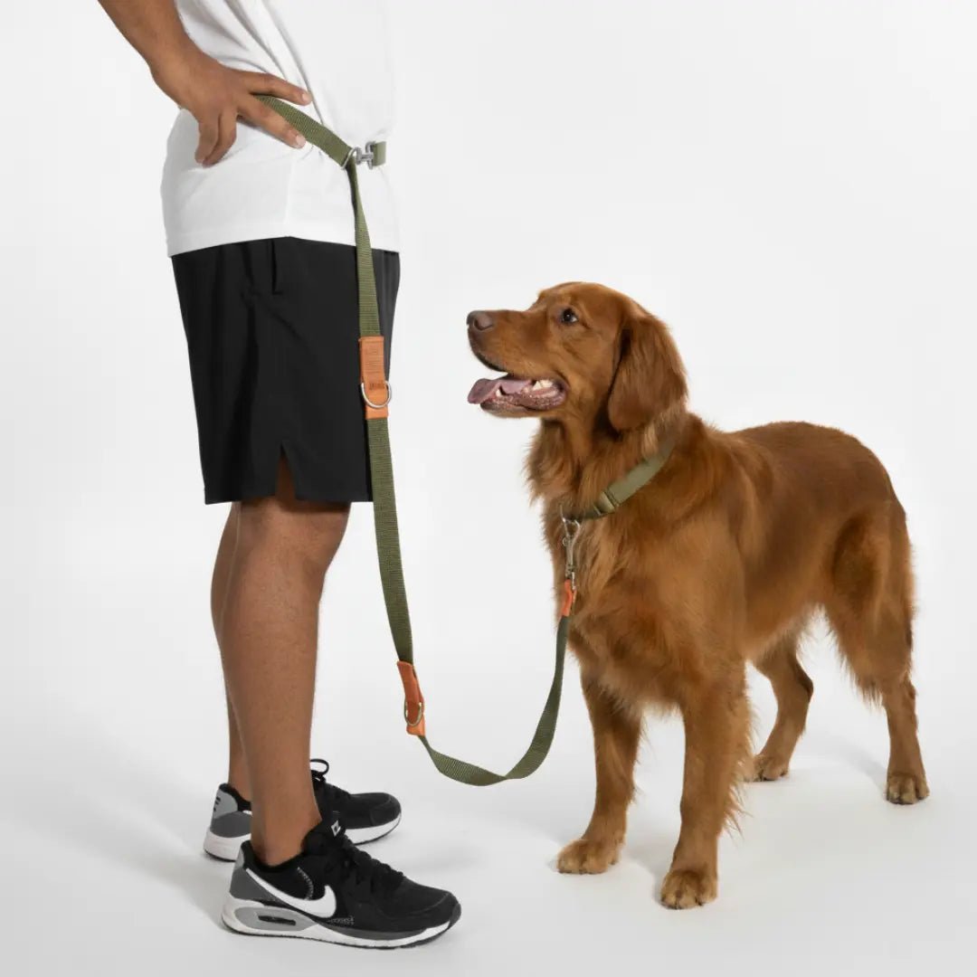 CORREA + COLLAR PRO - Pets Masters