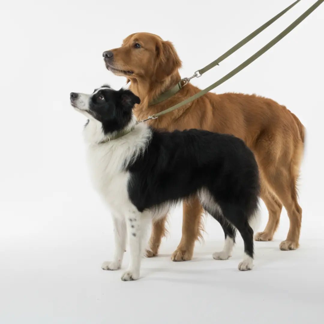 CORREA + COLLAR PRO - Pets Masters