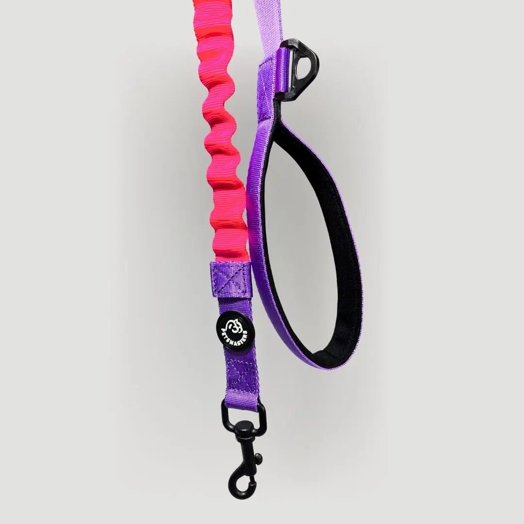 CORREA HALTY - Pets Masters