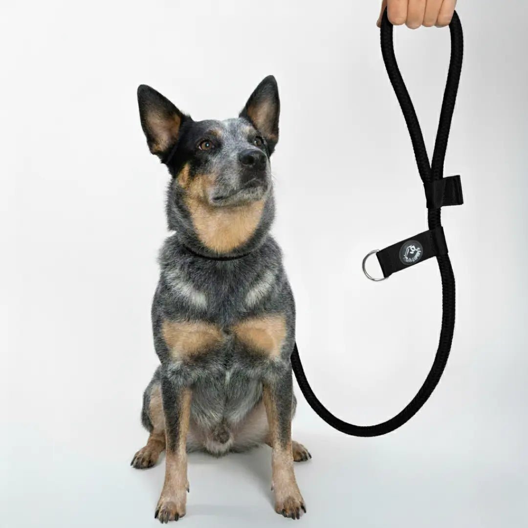 CORREA POLO 2 - Pets Masters