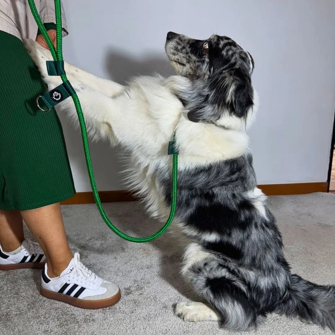 CORREA POLO 2 - Pets Masters