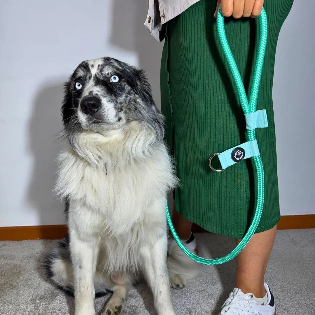 CORREA POLO 2 - Pets Masters