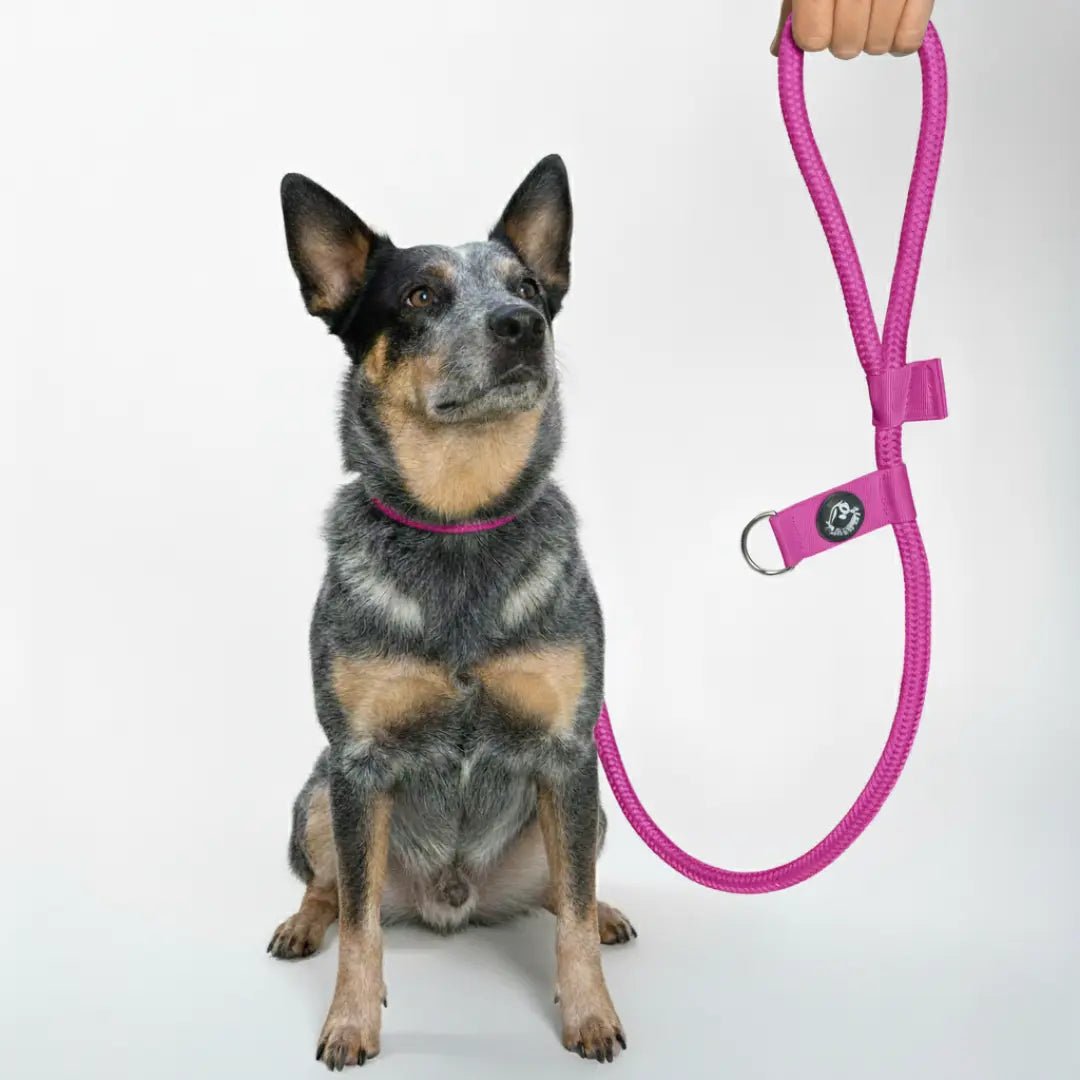 CORREA POLO 2 - Pets Masters