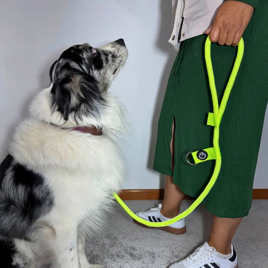 CORREA POLO 2 - Pets Masters