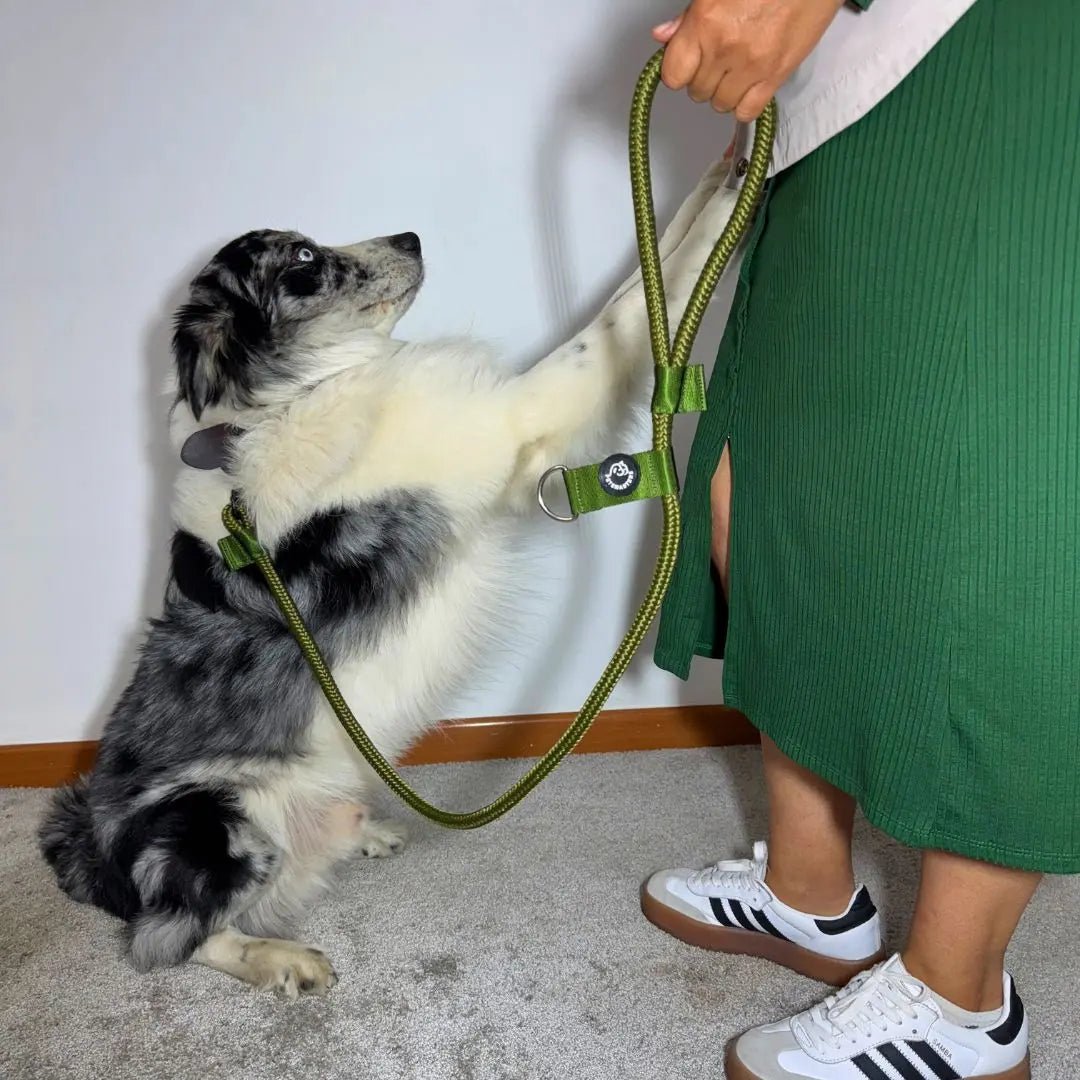 CORREA POLO 2 - Pets Masters