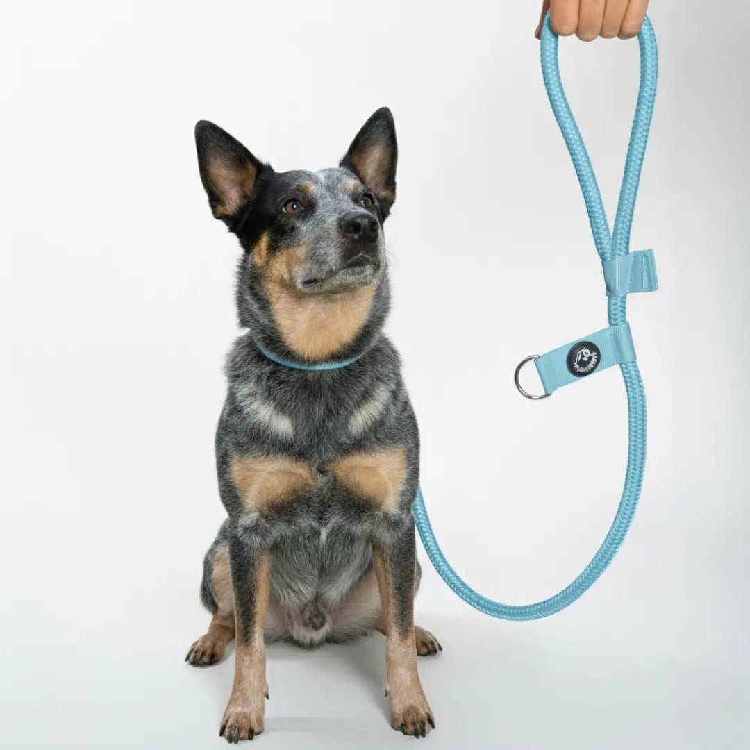 CORREA POLO 2 - Pets Masters