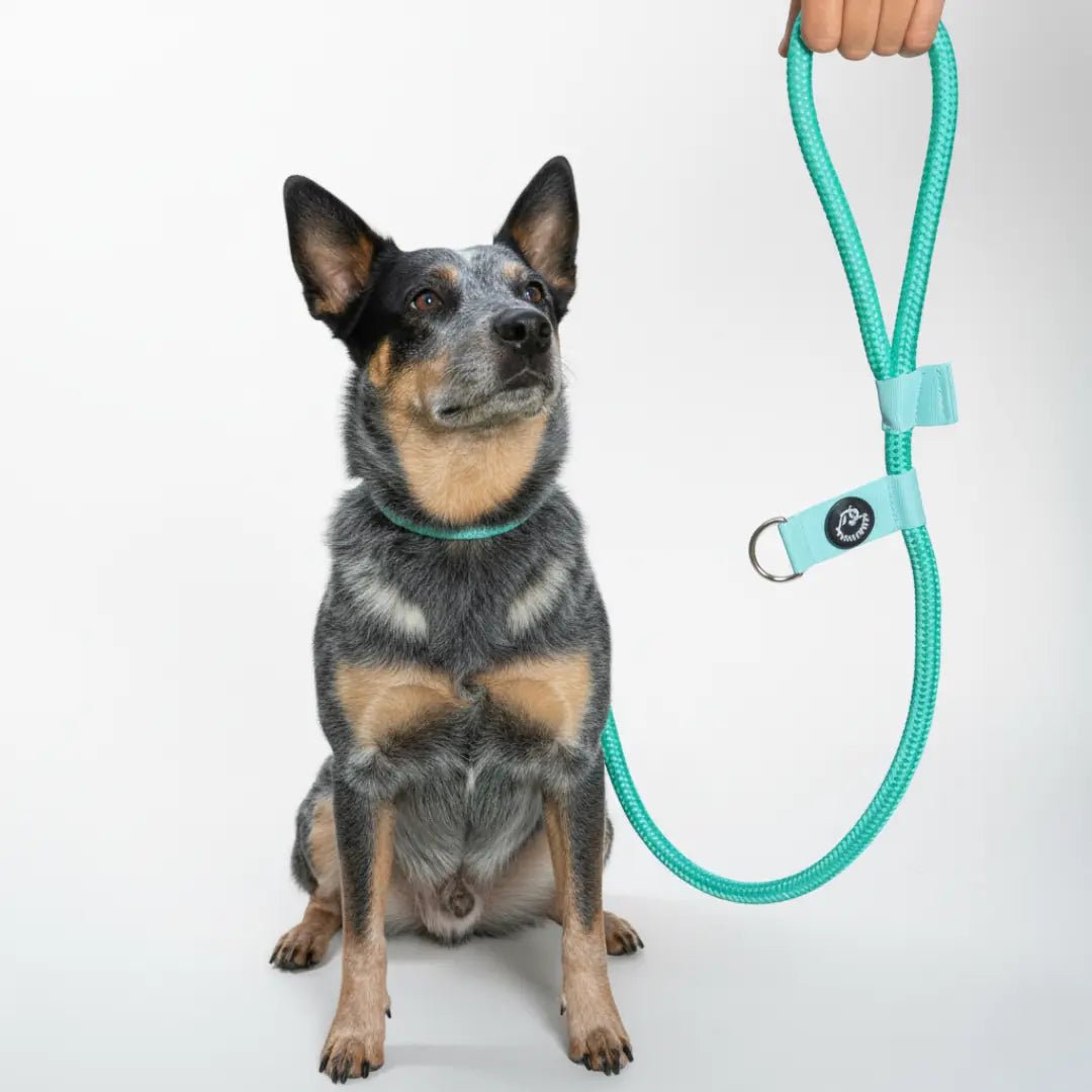 CORREA POLO 2 - Pets Masters