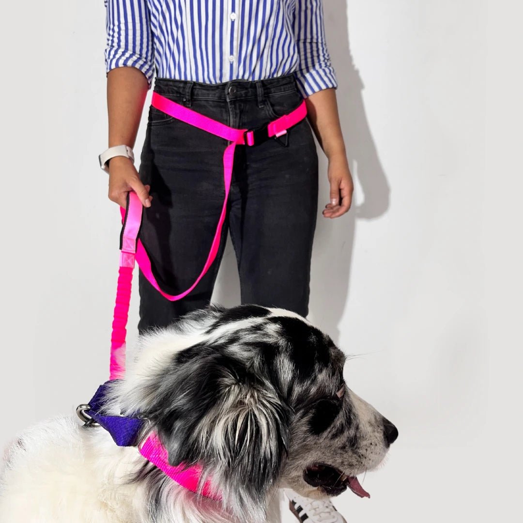 CORREA SPORT - Pets Masters